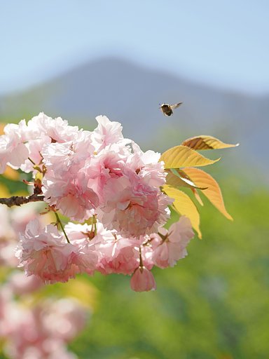 晩春の秩父