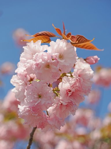 晩春の秩父２