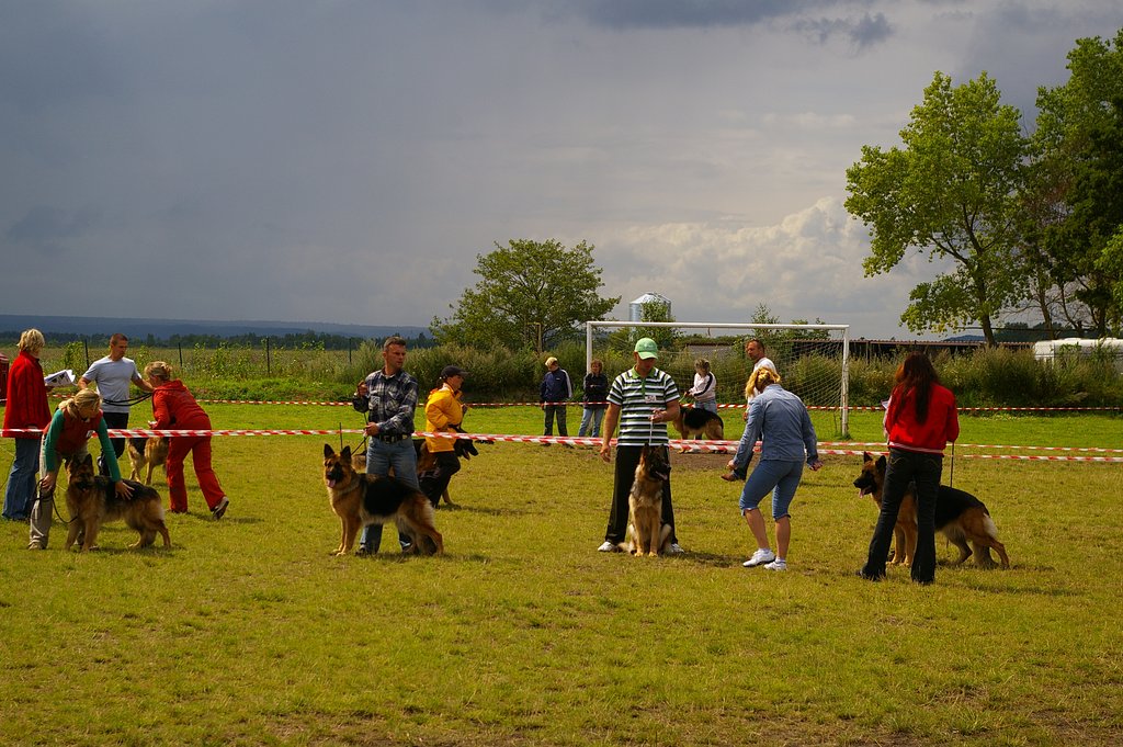 Sheep-dogs on competition