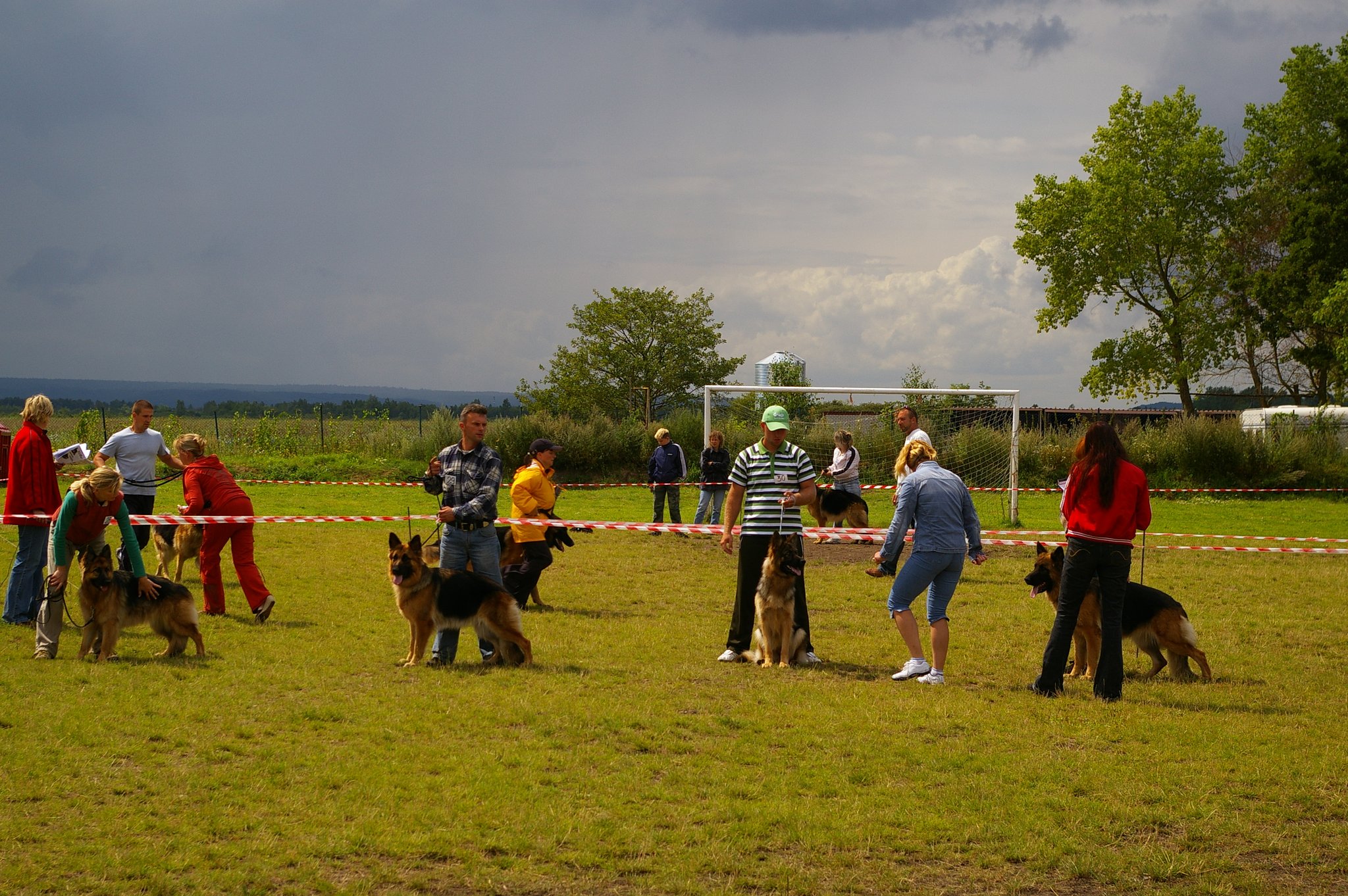 Sheep-dogs on competition