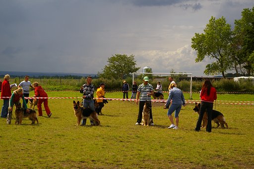 Sheep-dogs on competition