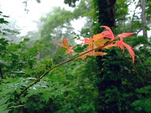 山に降る