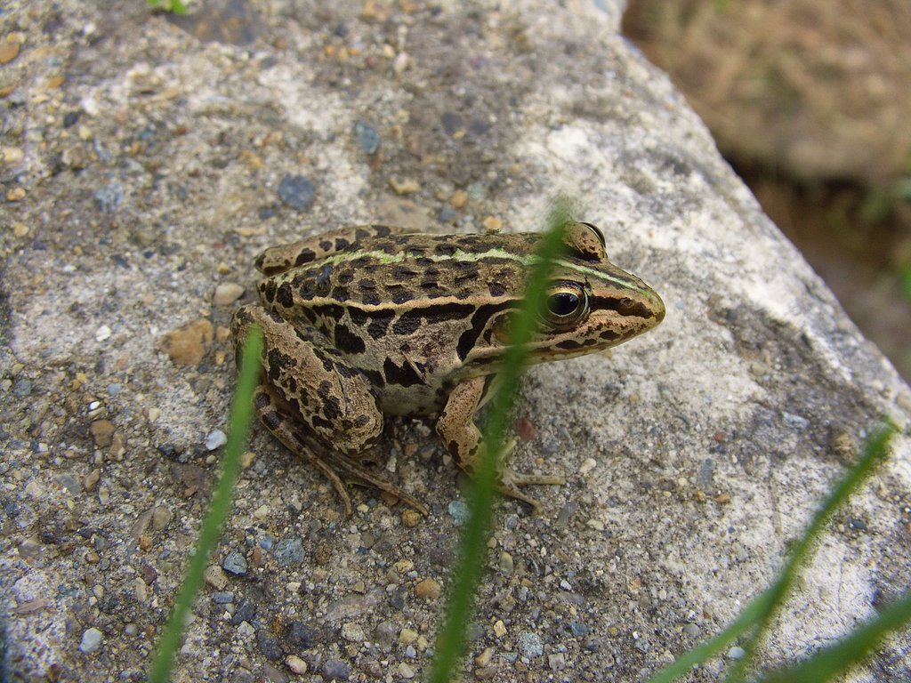 カエル
