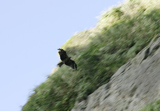 流し撮り<鳥編>