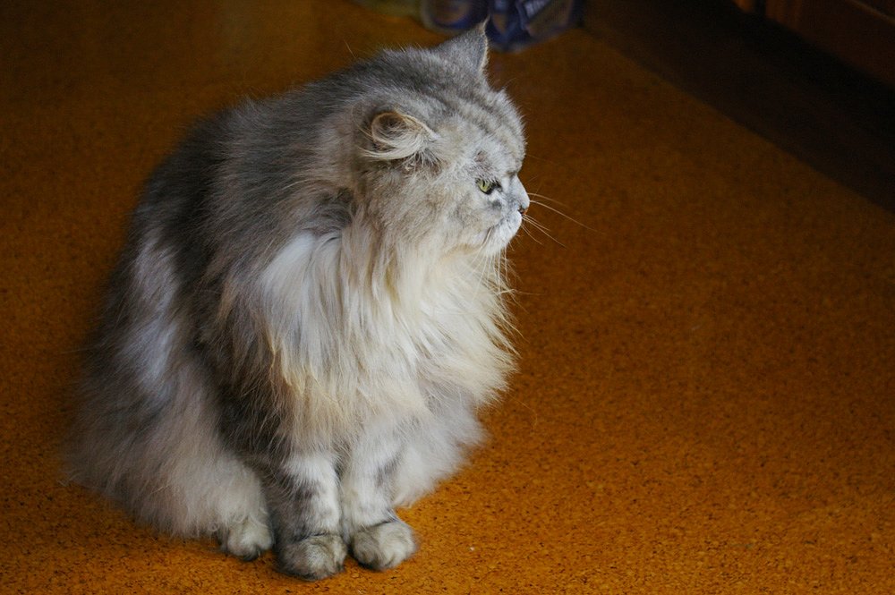 ねこくん