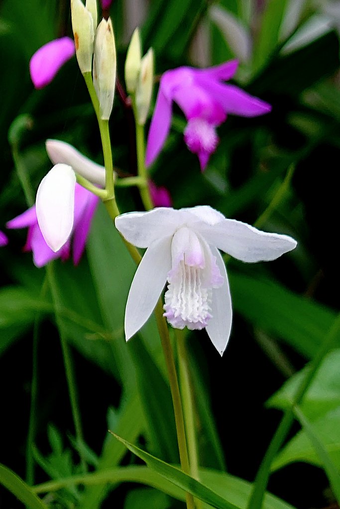 白花紫蘭(シロバナシラン)