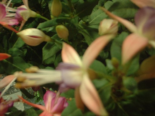 花弁が