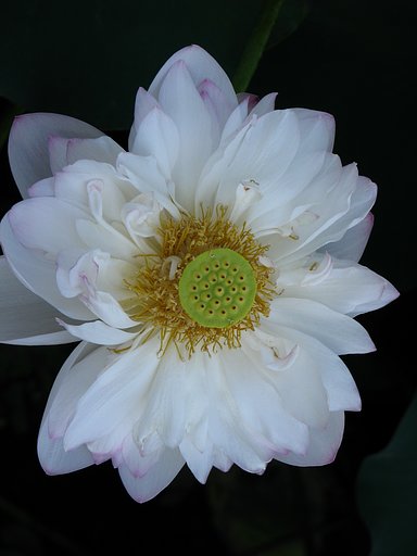 蓮の花びら