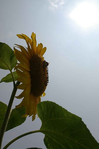 夏の横顔