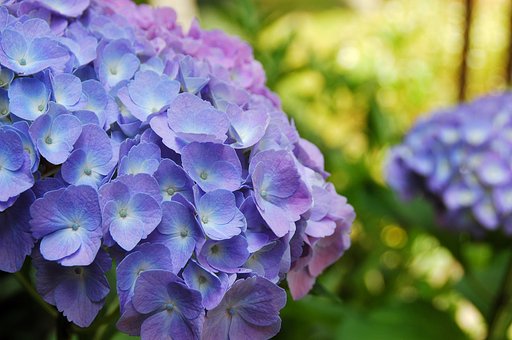 紫陽花