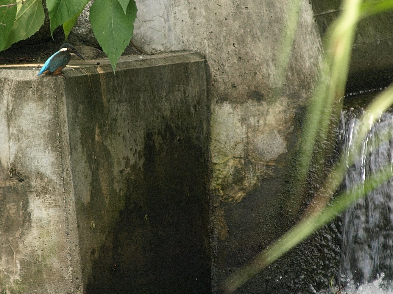 こんな所にカワセミ？