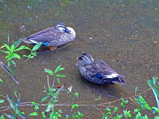 カワセミ撮れないでカモカモ〜〜ン