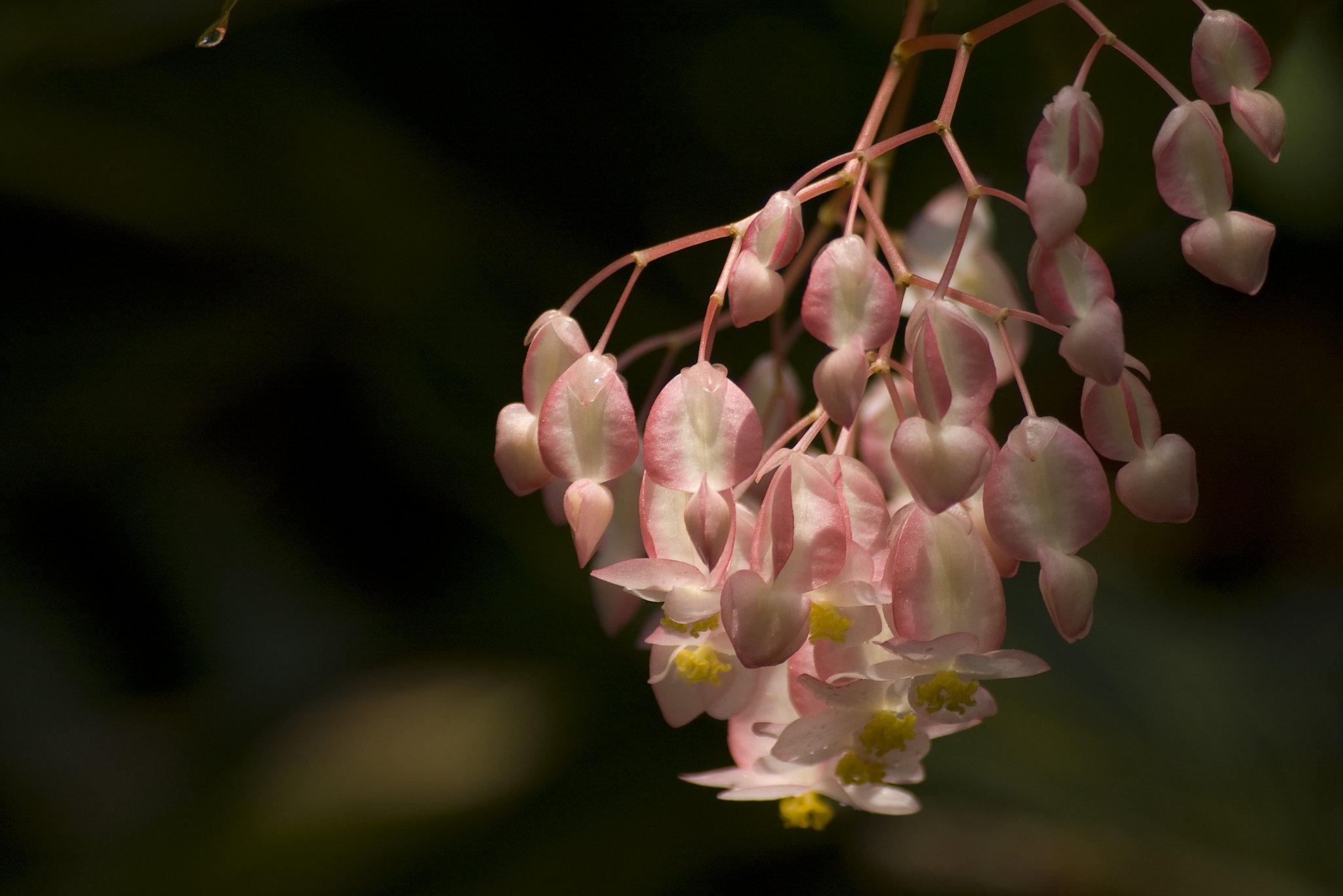 温室の華