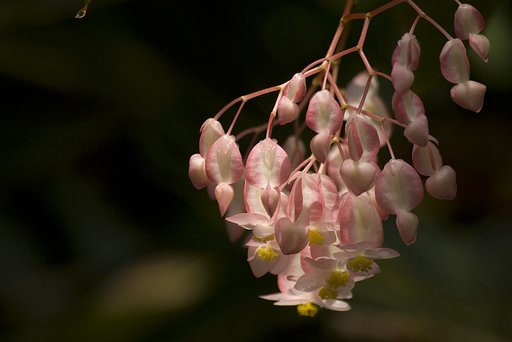 温室の華