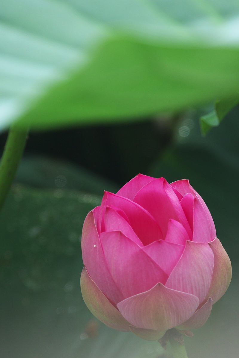 うつろいの朝