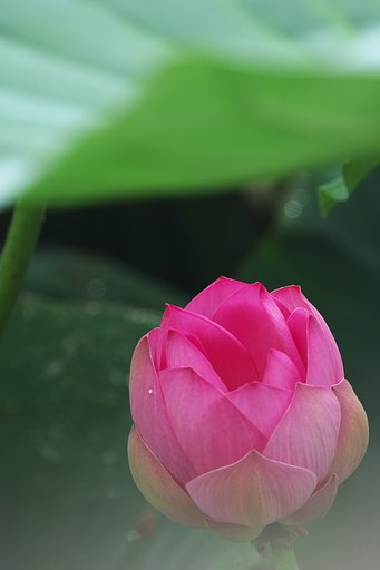 うつろいの朝