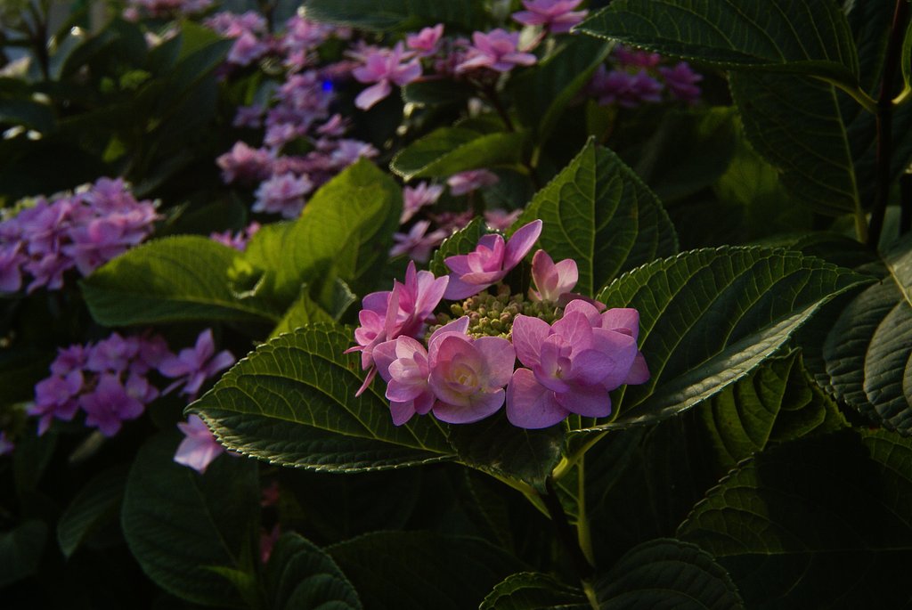紫陽花