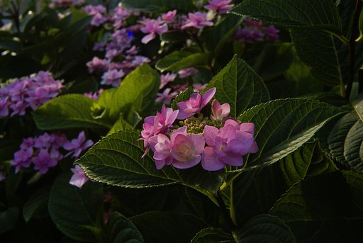紫陽花