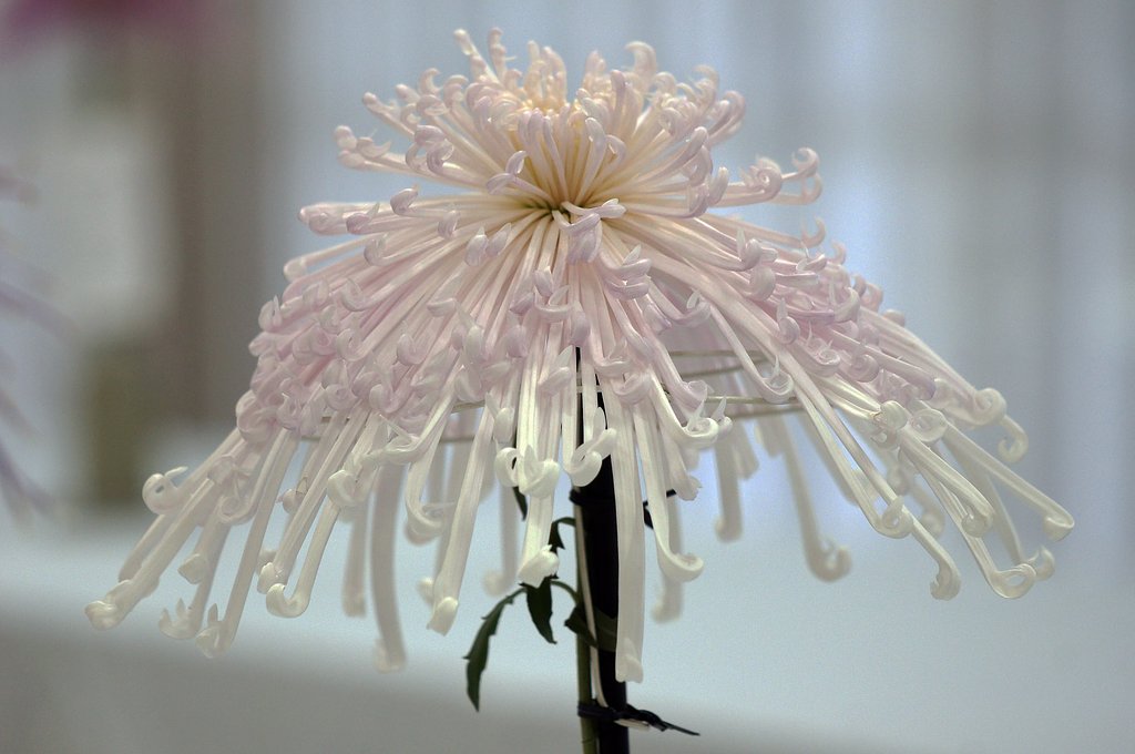 菊
