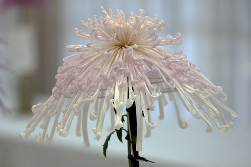 菊