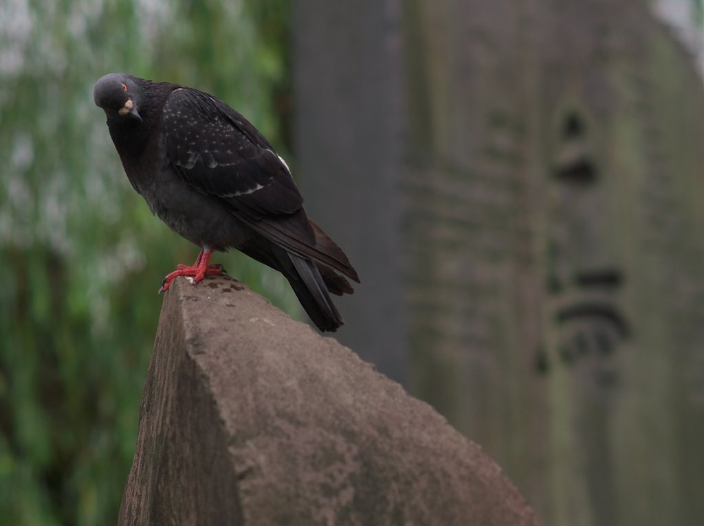 大都会の鳩