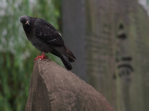 大都会の鳩