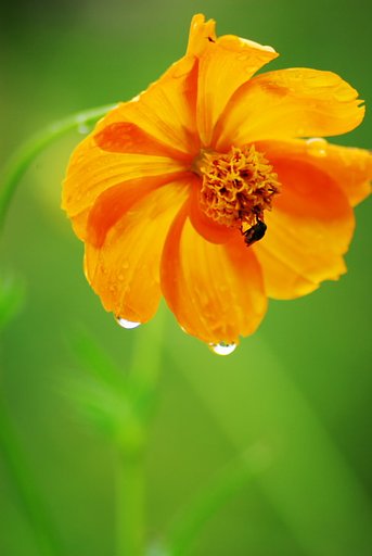 雨の中のキバナコスモス