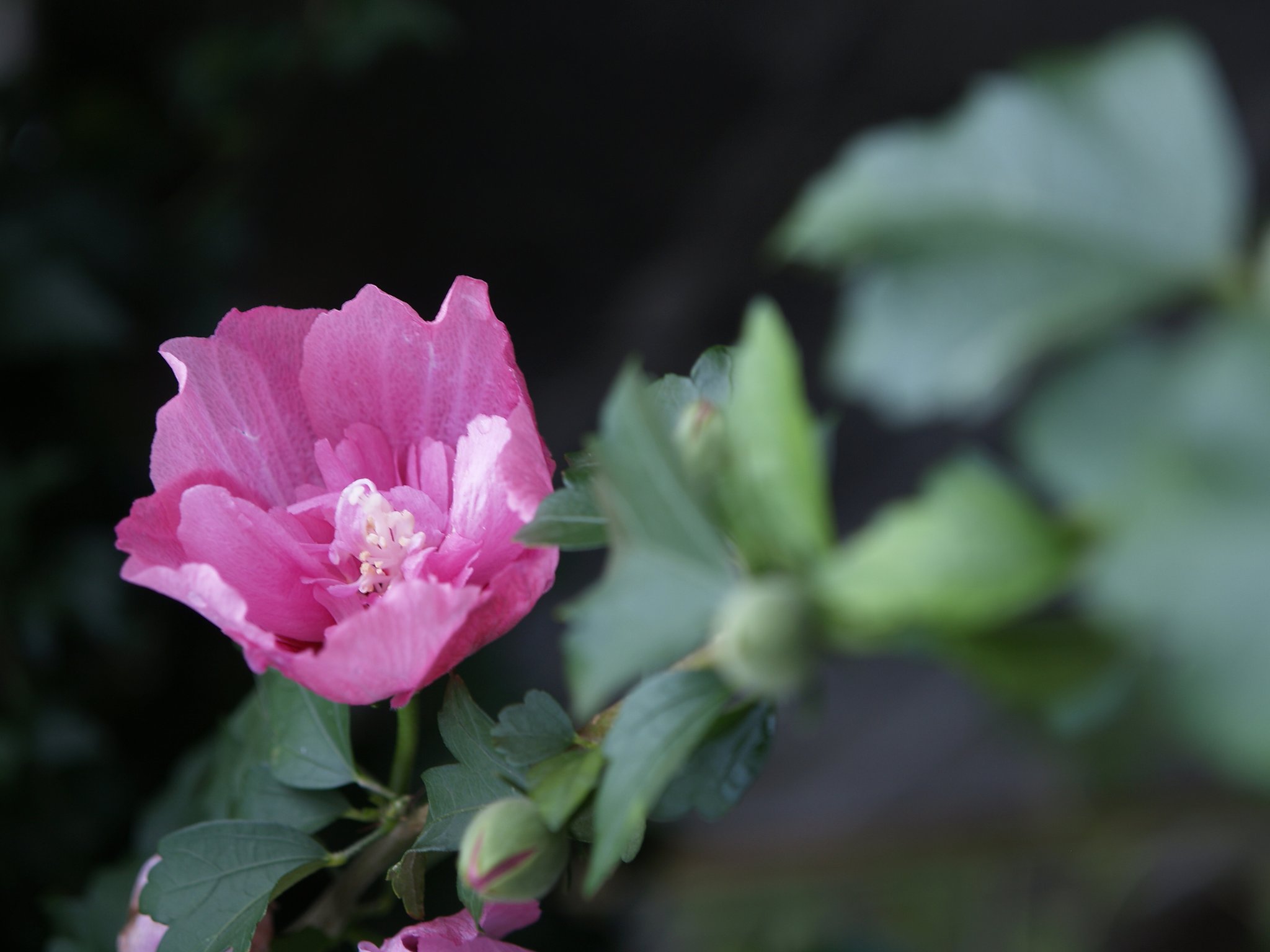 むくげの花