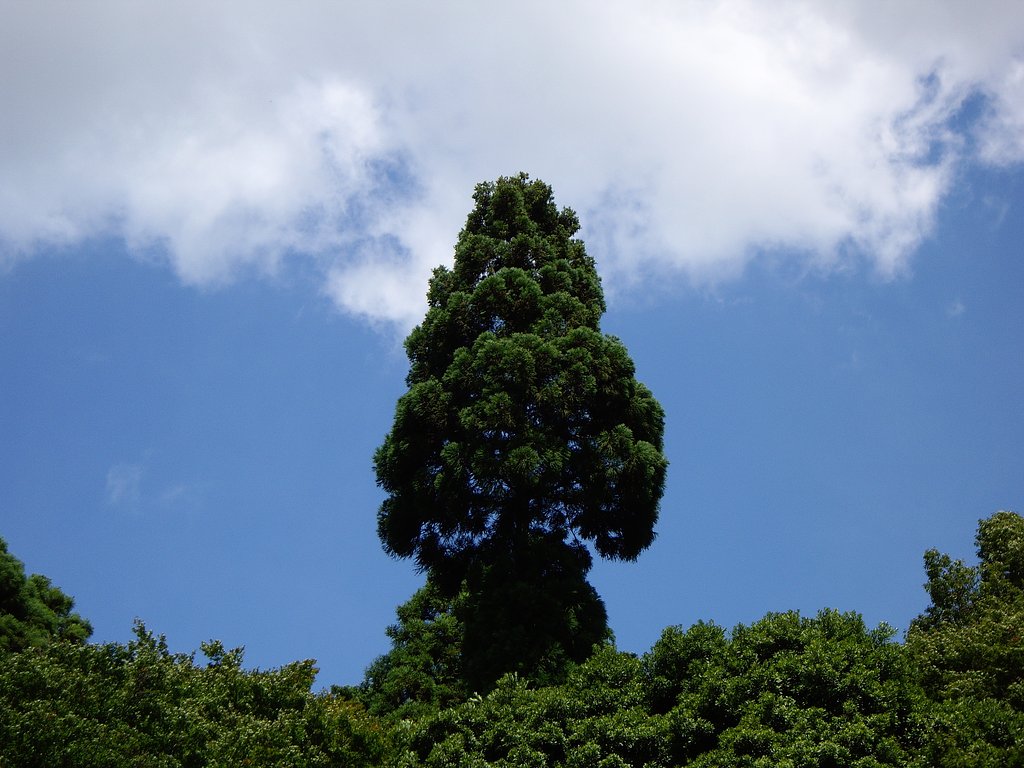 山へ行こう