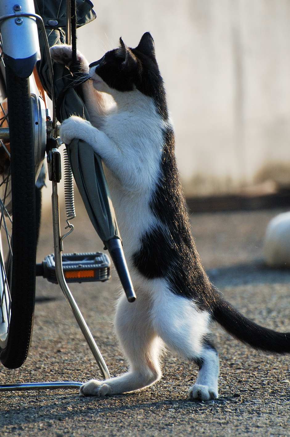 傘をお持ち下さい、ニャハ♪