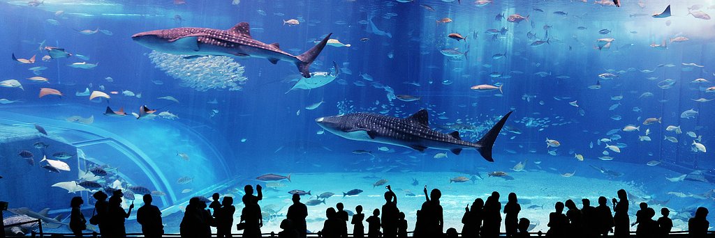 美ら海水族館