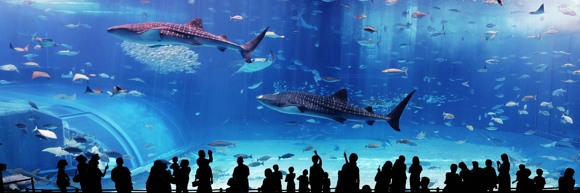 美ら海水族館