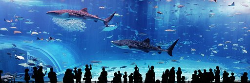美ら海水族館