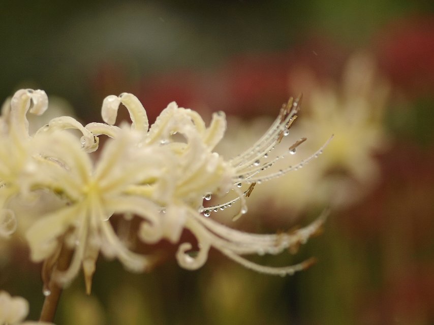 雨の曼珠沙華