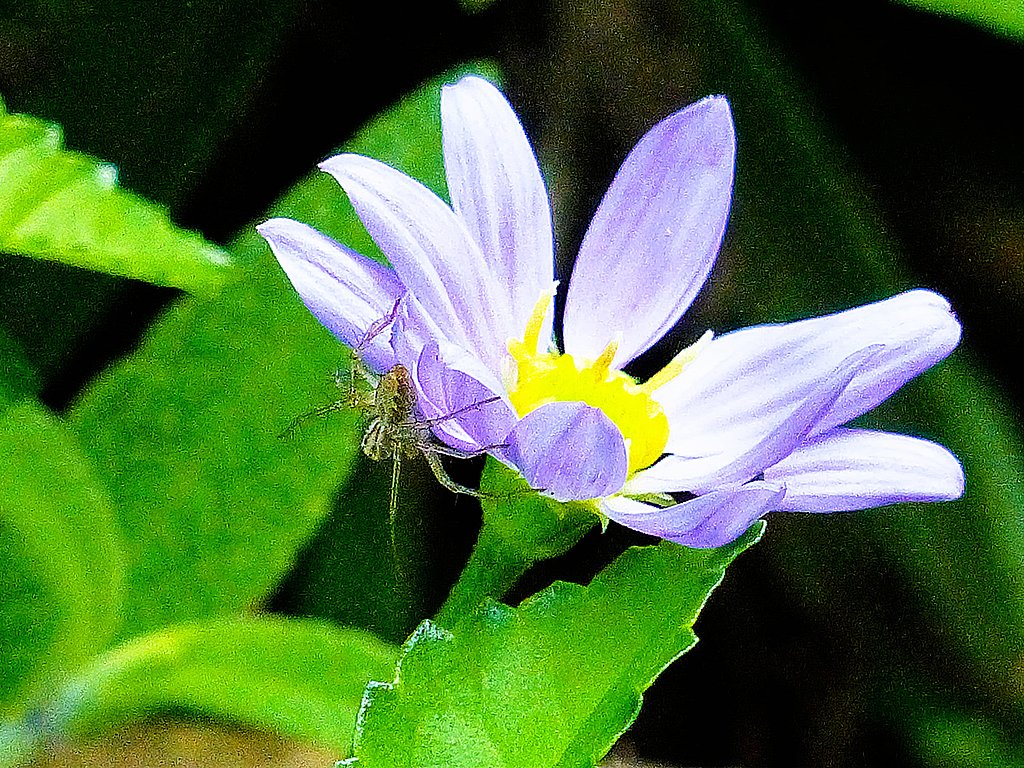 蜘蛛とミヤコワスレ