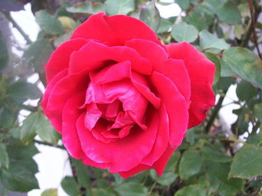 薔薇