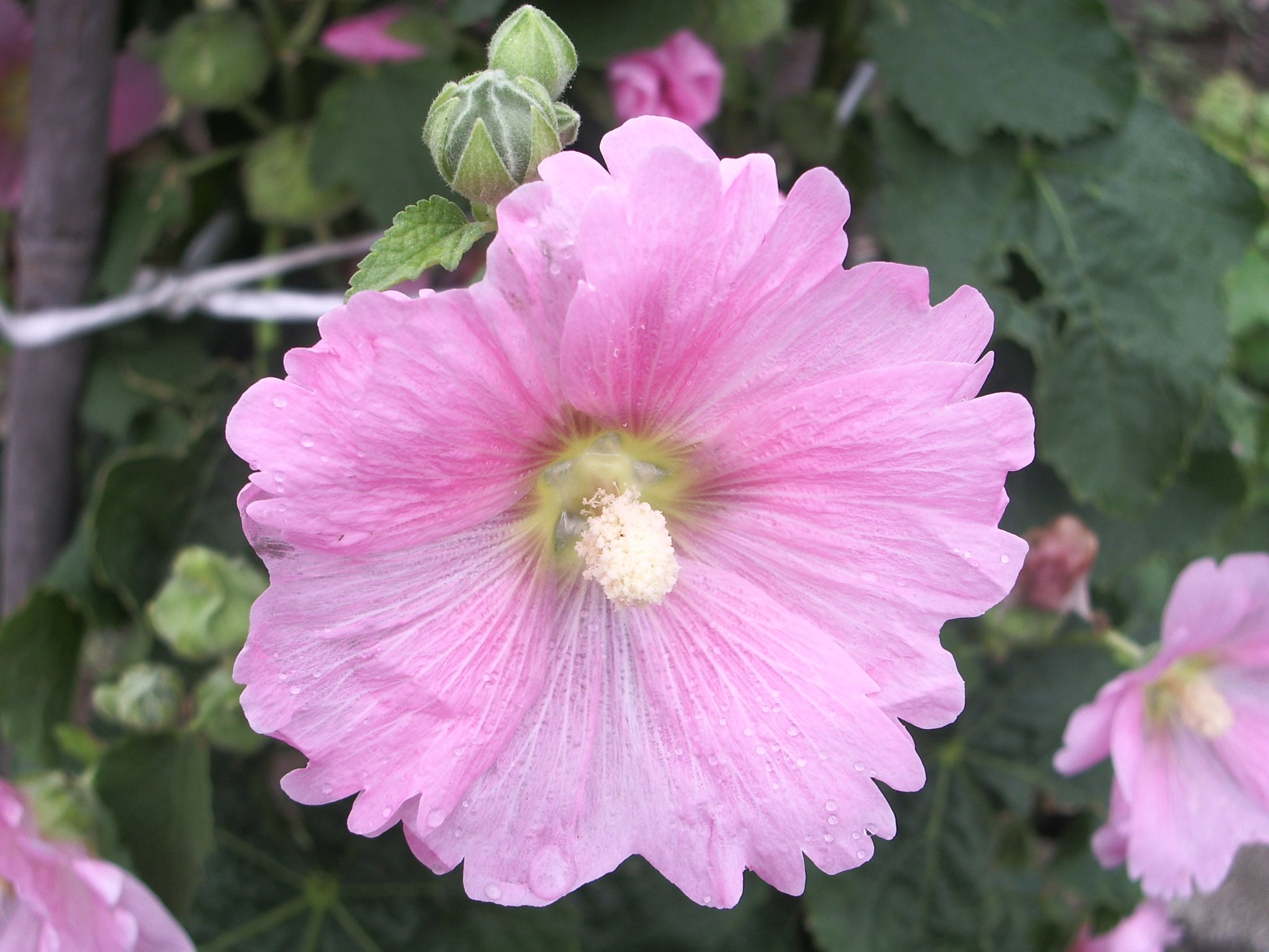花びらが・・・