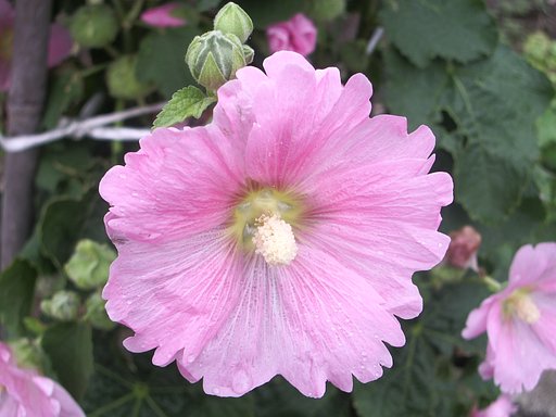 花びらが・・・