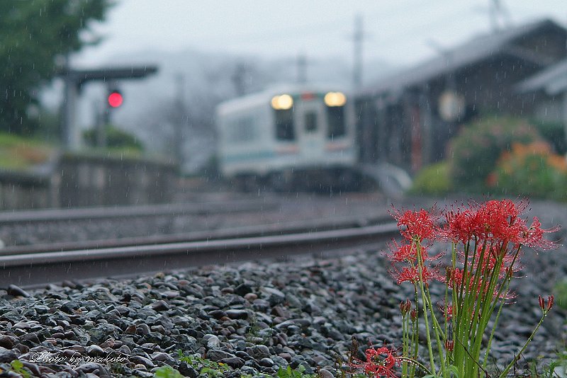 雨の駅