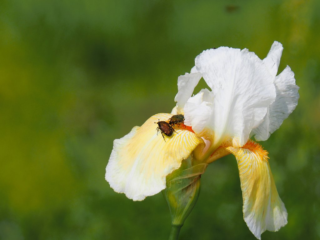 花と虫　１