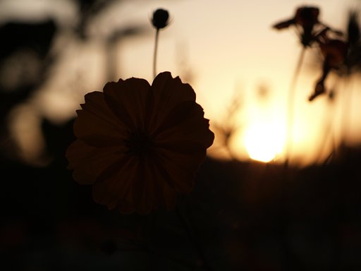 【秋】夕暮れの黄花コスモス