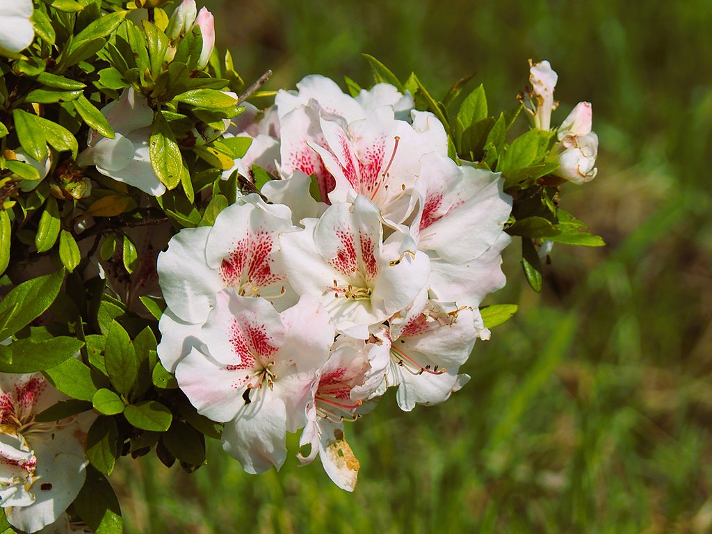 サツキの花