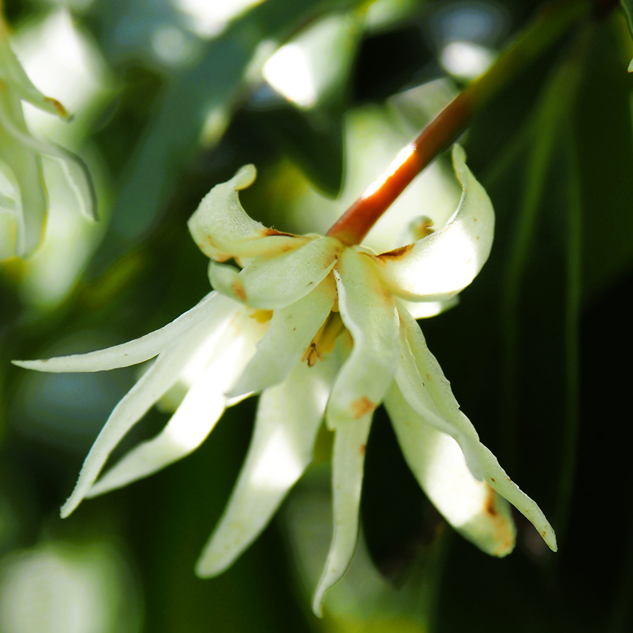 シキビの花UP