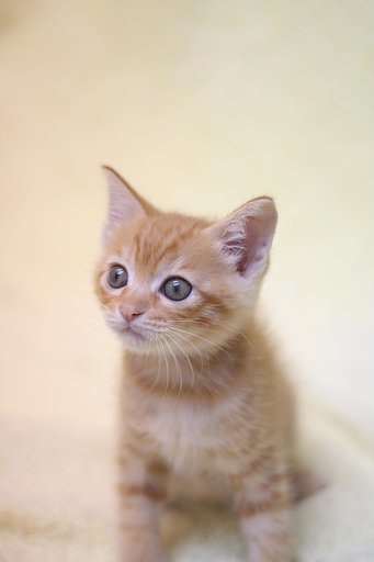 のらちゃん