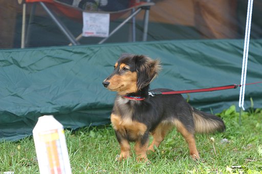 愛犬べりー