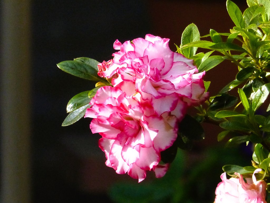 サツキの花UP