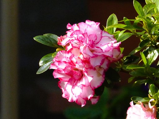 サツキの花UP