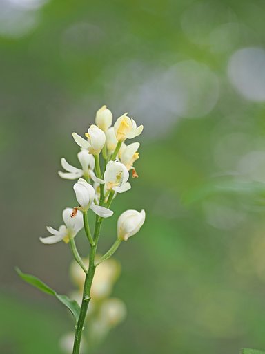 白金？