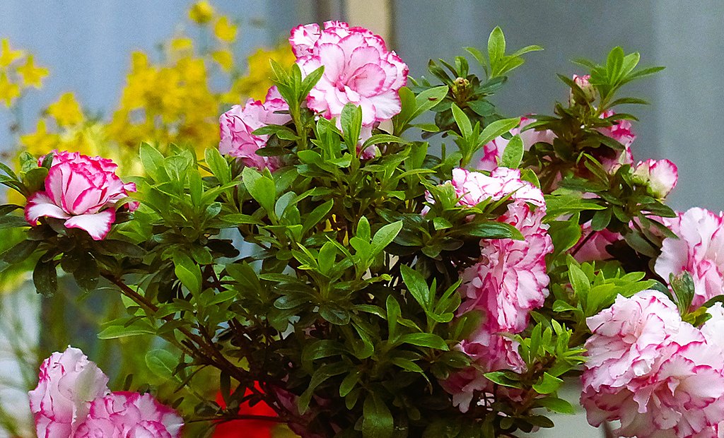 サツキの花