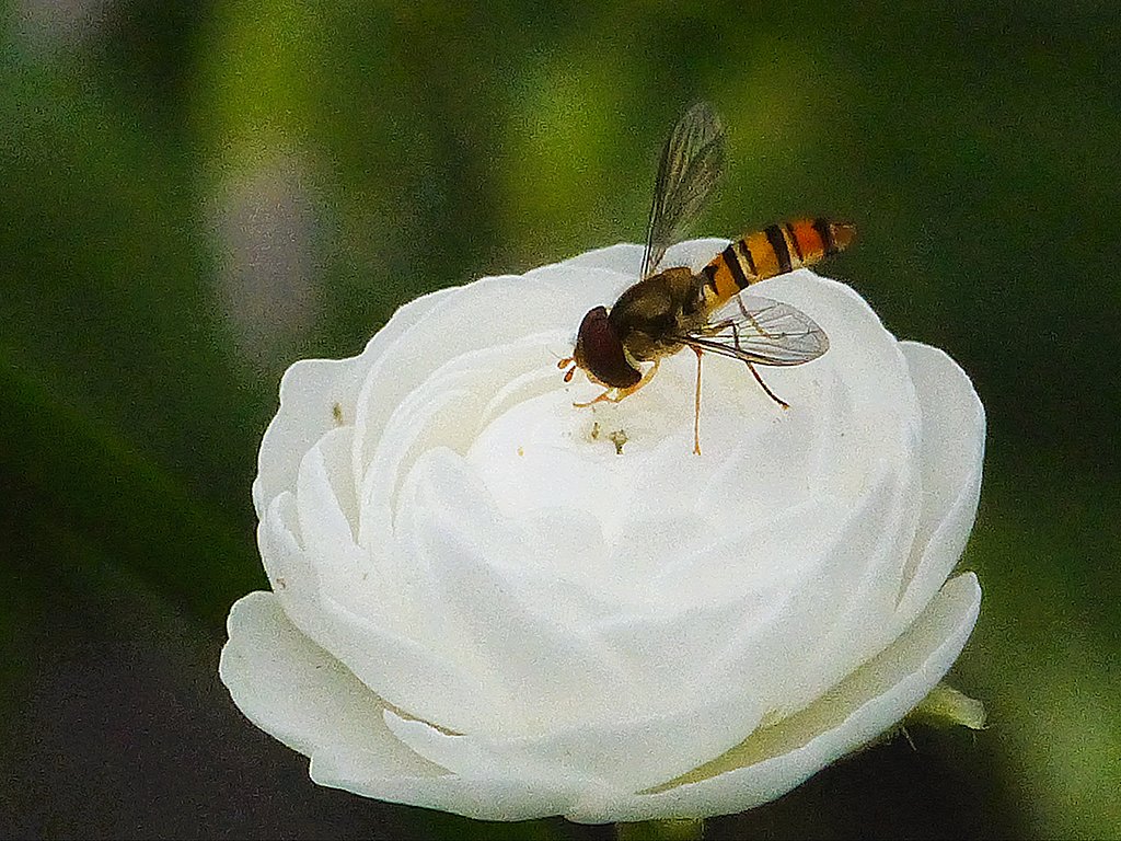 花と虫　４